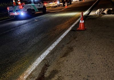 Animal estava sobre a pista na noite desta sexta-feira (3), no km 131 da rodovia; apesar do impacto, os condutores n&atilde;o ficaram feridos.