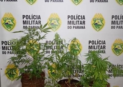 Suspeito assumiu ser o respons&aacute;vel pelo cultivo da droga e foi levado para a delegacia.