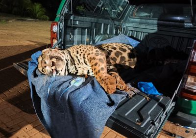 Animal foi monitorado por 48 dias em Mandaguari e ser&aacute; avaliado no Zool&oacute;gico de Cascavel antes de defini&ccedil;&atilde;o sobre a soltura.