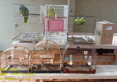 Sete aves de diferentes esp&eacute;cies foram apreendidas durante a&ccedil;&atilde;o da Pol&iacute;cia Civil e do IAT ap&oacute;s den&uacute;ncias an&ocirc;nimas.