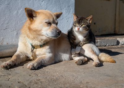 Entidade precisa de cobertores, ra&ccedil;&atilde;o, medicamentos e contribui&ccedil;&otilde;es via Pix para manter o atendimento aos animais resgatados.