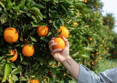 O propriet&aacute;rio da lavoura informou que um mesmo ve&iacute;culo costuma acessar a estrada pr&oacute;xima &agrave; planta&ccedil;&atilde;o de laranjas para furtar os frutos.