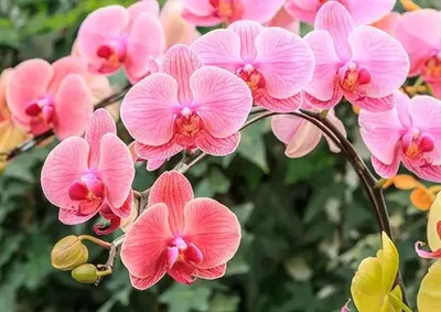 Exposi&ccedil;&atilde;o segue at&eacute; domingo (16) e ter&aacute; orqu&iacute;deas, feira de artesanato, curso de cultivo e apresenta&ccedil;&atilde;o de coral