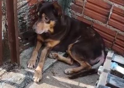 Cl&aacute;udio vivia sozinho e dedicou boa parte da vida ao cuidado de animais. Ap&oacute;s a morte dele, dois c&atilde;es permanecem na antiga resid&ecirc;ncia e uma desapareceu.