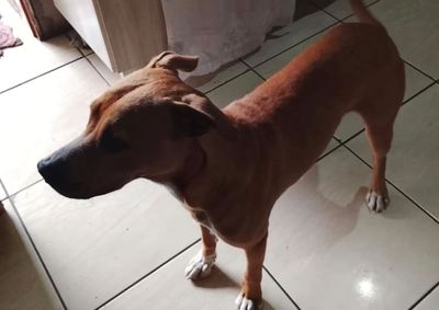 Animal foi acolhido por moradora do Jardim Renascer, que n&atilde;o tem condi&ccedil;&otilde;es de mant&ecirc;-lo; volunt&aacute;rios buscam uma fam&iacute;lia para ado&ccedil;&atilde;o.