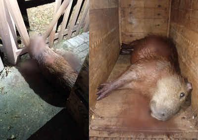 Animal ficou com a cabe&ccedil;a presa em uma cerca de madeira, foi retirado pelos bombeiros, mas n&atilde;o resistiu.