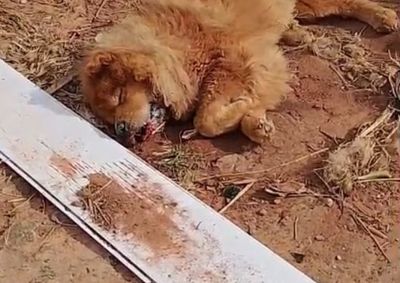 Ao chegar ao local, os agentes encontraram o animal ca&iacute;do no ch&atilde;o, com sangramento pela boca e severa dificuldade respirat&oacute;ria, estado considerado cr&iacute;tico.