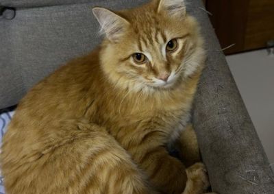 Melqui sumiu na &uacute;ltima quinta-feira (20), em Paranava&iacute;; qualquer informa&ccedil;&atilde;o pode ajudar a encontr&aacute;-lo.