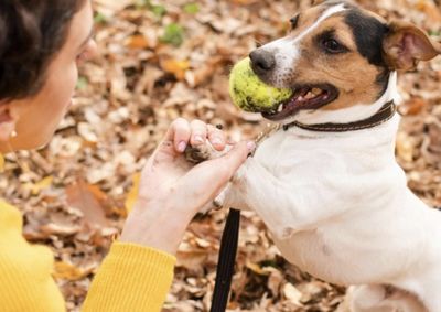 Prefeitura refor&ccedil;a que c&atilde;es e gatos n&atilde;o devem circular sozinhos e orienta o uso de guia e coleira em espa&ccedil;os p&uacute;blicos.
