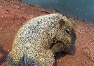 Munic&iacute;pio informou nesta quarta-feira (12) que acionou Bombeiros e IAT ap&oacute;s a ocorr&ecirc;ncia e refor&ccedil;ou orienta&ccedil;&otilde;es para prote&ccedil;&atilde;o da fauna silvestre.
