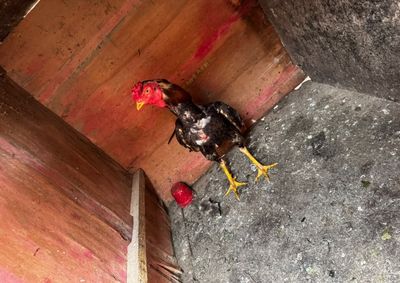 Animais feridos e mutilados, esporas artificiais e cinco p&aacute;ssaros silvestres sem documenta&ccedil;&atilde;o foram encontrados no im&oacute;vel.