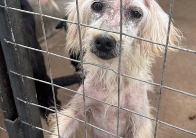 Entidade tamb&eacute;m precisa de volunt&aacute;rios para auxiliar nos banhos terap&ecirc;uticos dos animais em tratamento.