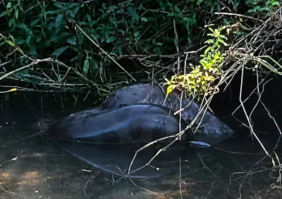 Animal de grandes propor&ccedil;&otilde;es foi avistado por um pescador em Jardim Olinda.