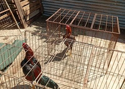 Animais foram encontrados em im&oacute;veis no Jardim Ip&ecirc;; equipes tamb&eacute;m localizaram estrutura que seria utilizada para combates entre galos.