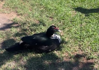 Como a SPAP abriga c&atilde;es, por&eacute;m, n&atilde;o &eacute; poss&iacute;vel coloc&aacute;-lo junto aos demais animais, j&aacute; que existe o risco de que os cachorros o ataquem.