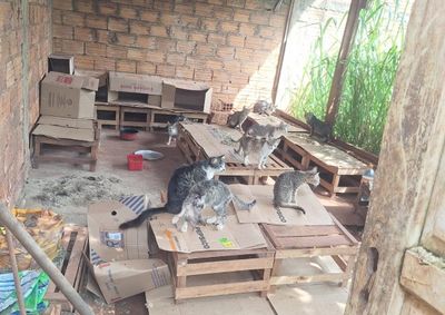 Homem de 76 anos foi conduzido &agrave; delegacia ap&oacute;s policiais encontrarem c&atilde;es, gatos e aves silvestres em condi&ccedil;&otilde;es inadequadas.