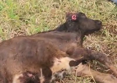 Animal sofreu ferimentos graves e precisar&aacute; ser sacrificado. Respons&aacute;veis afirmam que buscaram ajuda de diferentes &oacute;rg&atilde;os, mas n&atilde;o houve resposta.