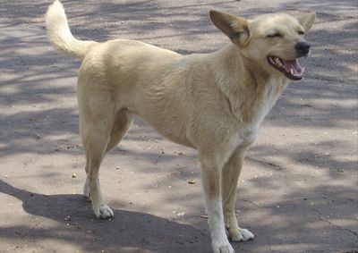 Evento entra na reta final de prepara&ccedil;&atilde;o e re&uacute;ne esporte e solidariedade em apoio &agrave; causa animal.