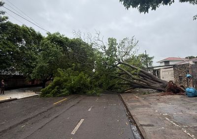 Queda aconteceu por volta das 8h na Rua Ant&ocirc;nio Caoneto; segundo moradora, n&atilde;o chovia nem ventava no momento.