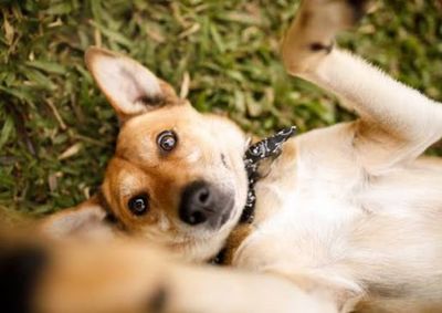 Tatiana precisa de ajuda para organizar novo espa&ccedil;o e manter c&atilde;es e gatos enquanto as vendas n&atilde;o s&atilde;o retomadas; previs&atilde;o de reabertura &eacute; para novembro.