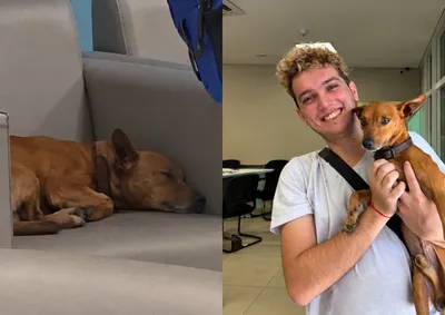 Ap&oacute;s a morte do antigo dono, animal foi adotado por estudante de Biologia da UEM e recebeu o nome de Yoyo.