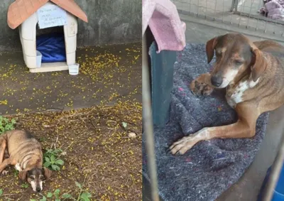 Animal foi encontrado no Jardim Tropical e recebia ajuda de moradores da regi&atilde;o. Ap&oacute;s o resgate, foi encaminhado a uma cl&iacute;nica veterin&aacute;ria.