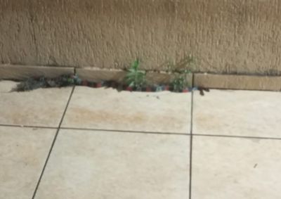 Patrulha Ambiental da Guarda Civil Municipal realizou a captura e soltura do animal em uma &aacute;rea de mata.