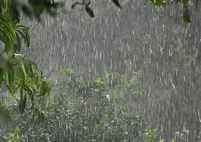 Segundo o Simepar, s&atilde;o 48,7 mm de chuva previstos entre segunda (12) e quarta-feira (14), todos os dias com 98% de chance.