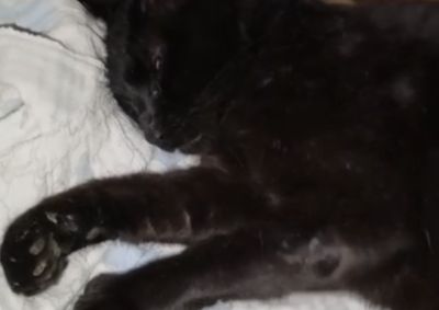 Bento foi encontrado desmaiado e precisa de uma consulta veterin&aacute;ria de urg&ecirc;ncia; grupo busca doa&ccedil;&otilde;es para custear o atendimento.