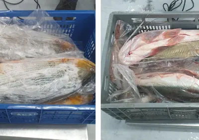 A a&ccedil;&atilde;o foi realizada ap&oacute;s uma den&uacute;ncia indicando que o suspeito estaria anunciando a venda de peixes das esp&eacute;cies pintado e dourado. 