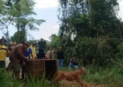 Filhote chegou a hospital veterin&aacute;rio sem conseguir ficar em p&eacute; e corria risco de perder uma das patas; animal foi devolvido &agrave; natureza essa semana.