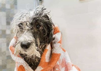 A iniciativa refor&ccedil;a a import&acirc;ncia da participa&ccedil;&atilde;o da comunidade para ajudar a manter os cuidados e o bem-estar dos animais atendidos pela institui&ccedil;&atilde;o.
