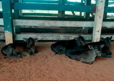Quadrig&ecirc;meos, duas f&ecirc;meas e dois machos, completaram dois meses de vida e seguem saud&aacute;veis com acompanhamento especial.