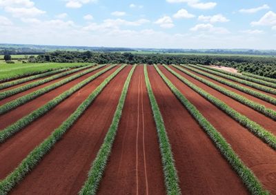 Evento online do projeto Campo Futuro ser&aacute; realizado no dia 14 de abril com foco no setor sucroenerg&eacute;tico de Pen&aacute;polis.