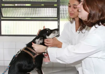 Registro pode ser feito pela internet na Delegacia Eletr&ocirc;nica de Prote&ccedil;&atilde;o Animal, com pedido de sigilo, ou pelo Disque-Den&uacute;ncia 181, que &eacute; an&ocirc;nimo