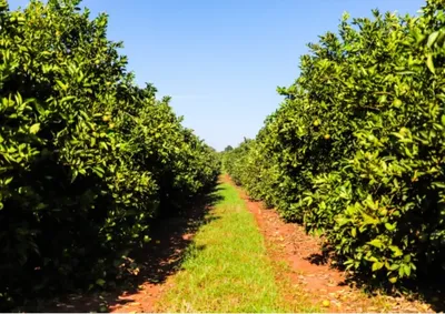 Classifica&ccedil;&atilde;o define regras de erradica&ccedil;&atilde;o de plantas doentes; nos munic&iacute;pios da lista, retirada segue obrigat&oacute;ria em todas as idades das plantas
