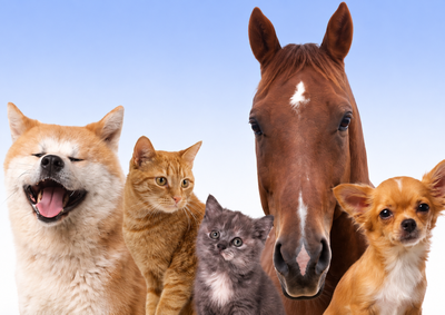 Encontro na quinta-feira reunir&aacute; especialistas, protetores e poder p&uacute;blico para discutir pol&iacute;ticas voltadas &agrave; causa animal