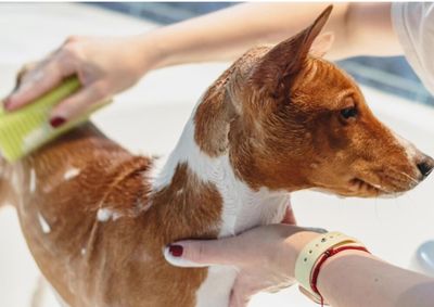 Atividades veterin&aacute;rias e varejo puxam o crescimento, enquanto os registros de banho e tosa caem 26,3% no per&iacute;odo