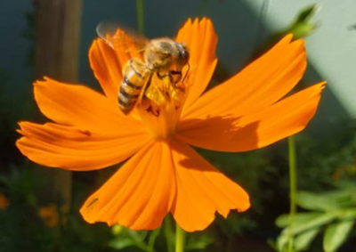Atividade gratuita re&uacute;ne apicultores e meliponicultores da regi&atilde;o para debater conserva&ccedil;&atilde;o da biodiversidade, agroecologia e gera&ccedil;&atilde;o de renda