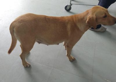 Supermercado divulgou nas redes sociais a presen&ccedil;a do animal e questiona se a cachorra est&aacute; perdida ou se foi abandonada na regi&atilde;o.
