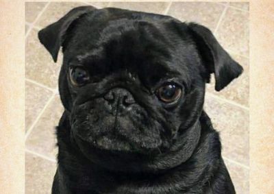 Animal de Thamires Fernandes fugiu &agrave;s 10h; c&acirc;mera mostra ele indo &agrave; avenida e fam&iacute;lia teme que um carro tenha levado o cachorro, muito querido pelo filho.