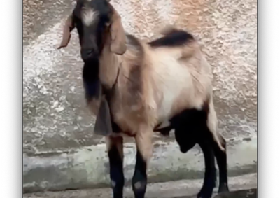 Animal criado como parte da fam&iacute;lia sumiu no bairro Porto Alegre 1 no dia 22 de abril.