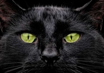 Supersti&ccedil;&otilde;es ainda colocam esses animais em risco; protetores refor&ccedil;am a import&acirc;ncia de cuidados redobrados
