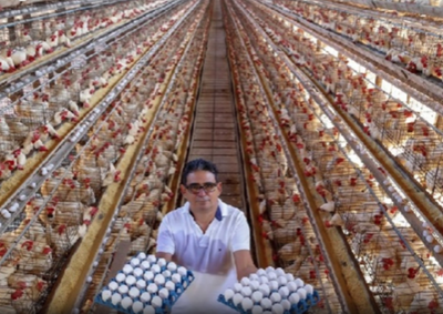 Estado alcan&ccedil;a 127,7 milh&otilde;es de d&uacute;zias em 2024; avicultura cresce pelo quinto ano seguido