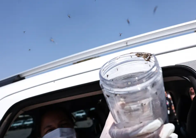 Estrat&eacute;gia do Minist&eacute;rio da Sa&uacute;de usa t&eacute;cnica inovadora para reduzir o Aedes aegypti sem inseticidas
