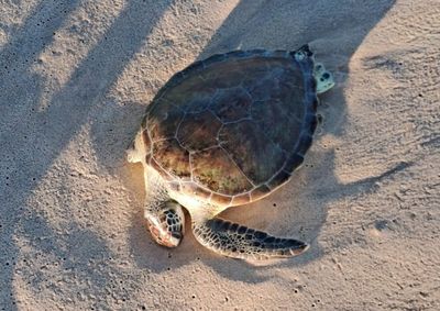 Animal foi encontrado na faixa de areia e chamou a aten&ccedil;&atilde;o de banhistas na tarde deste s&aacute;bado