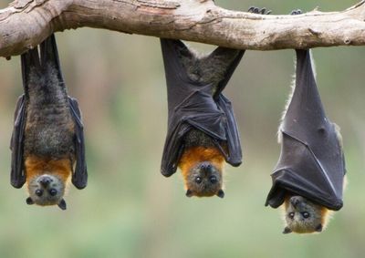 Tr&ecirc;s morcegos infectados foram identificados nos munic&iacute;pios de Cacoal, Cacaul&acirc;ndia e Jaru

