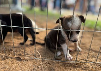 Animais resgatados de abandono e maus-tratos j&aacute; est&atilde;o castrados, vacinados e chipados

