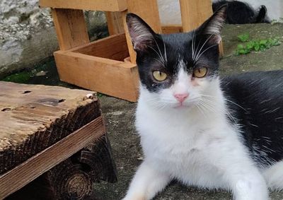Animal sumiu de casa na manh&atilde; de quinta-feira e est&aacute; sendo procurado por todo o bairro