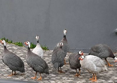 V&iacute;deo mostra as aves ex&oacute;ticas andando aglomeradas entre os terrenos vagos e avenidas
